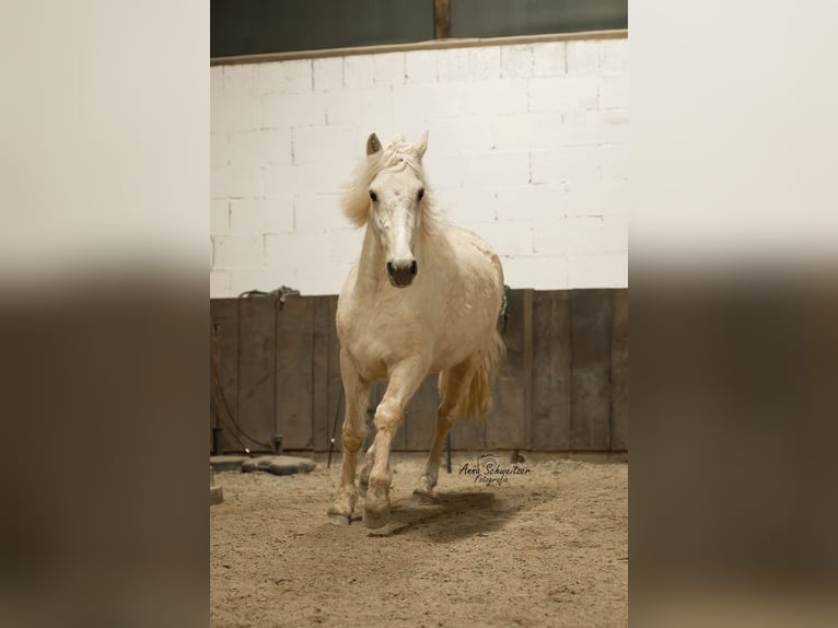 Connemara Caballo castrado 4 años 148 cm Palomino in Münstermaifeld