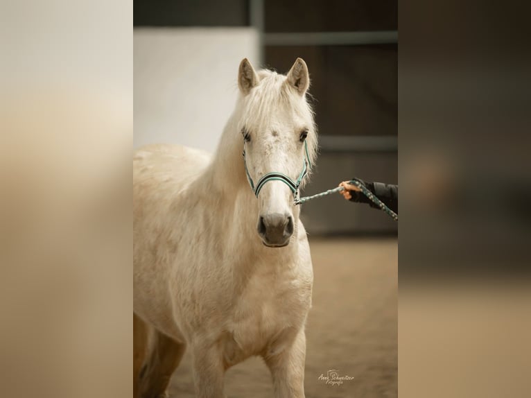 Connemara Caballo castrado 4 años 148 cm Palomino in Münstermaifeld