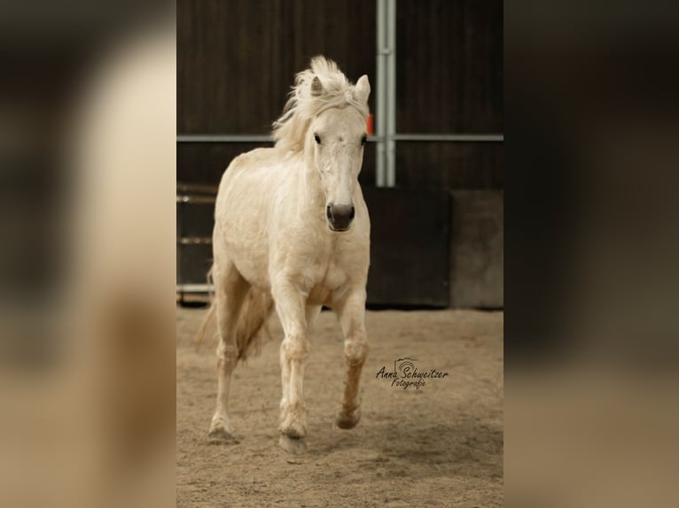 Connemara Caballo castrado 4 años 148 cm Palomino in Münstermaifeld