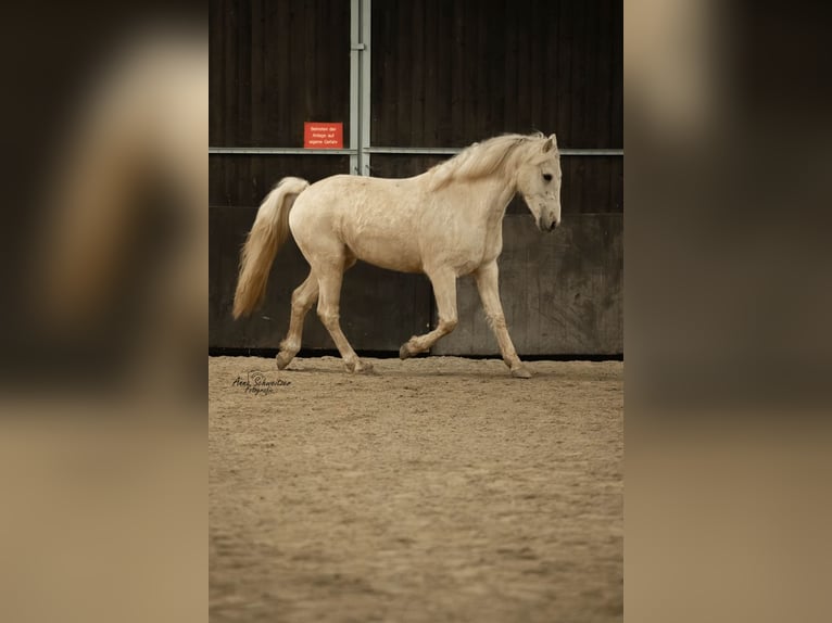 Connemara Caballo castrado 4 años 148 cm Palomino in Münstermaifeld