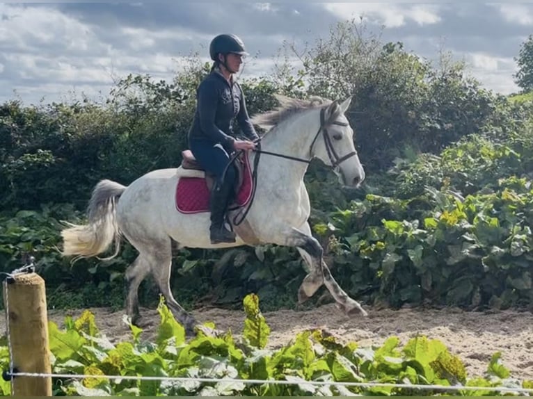 Connemara Caballo castrado 4 años 148 cm Tordillo negro in Sligo