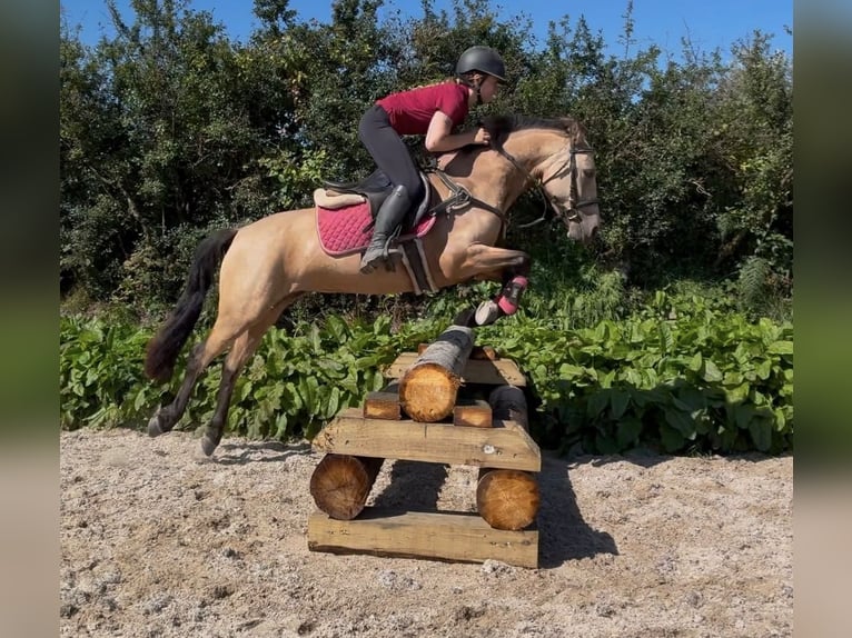 Connemara Caballo castrado 4 años 148 cm Tordillo negro in Sligo