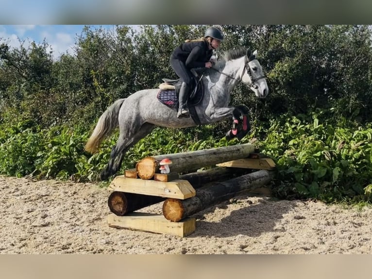 Connemara Caballo castrado 4 años 148 cm Tordillo negro in Sligo
