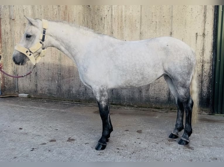 Connemara Caballo castrado 4 años 148 cm Tordillo negro in Sligo