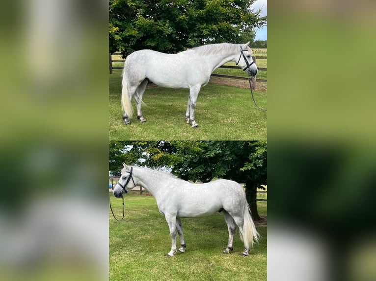 Connemara Caballo castrado 4 años 148 cm Tordo in Kildare