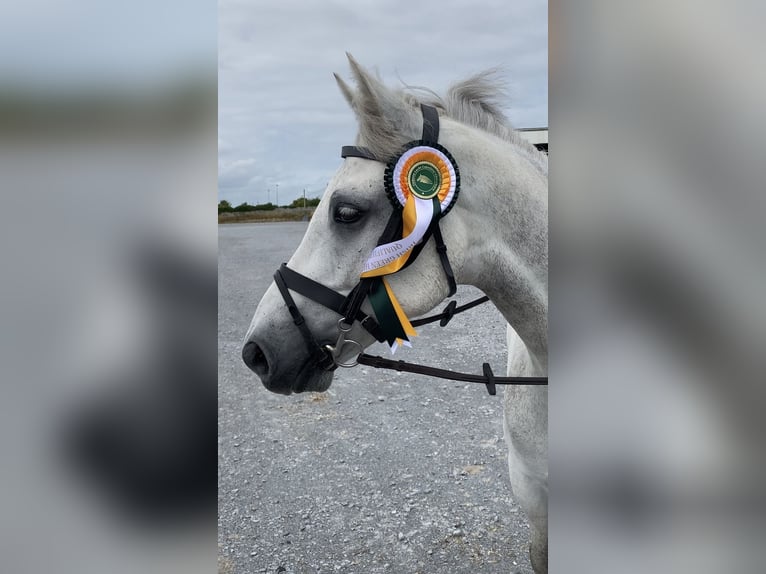 Connemara Caballo castrado 4 años 148 cm Tordo in Kildare