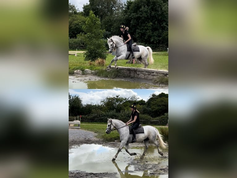 Connemara Caballo castrado 4 años 148 cm Tordo in Kildare