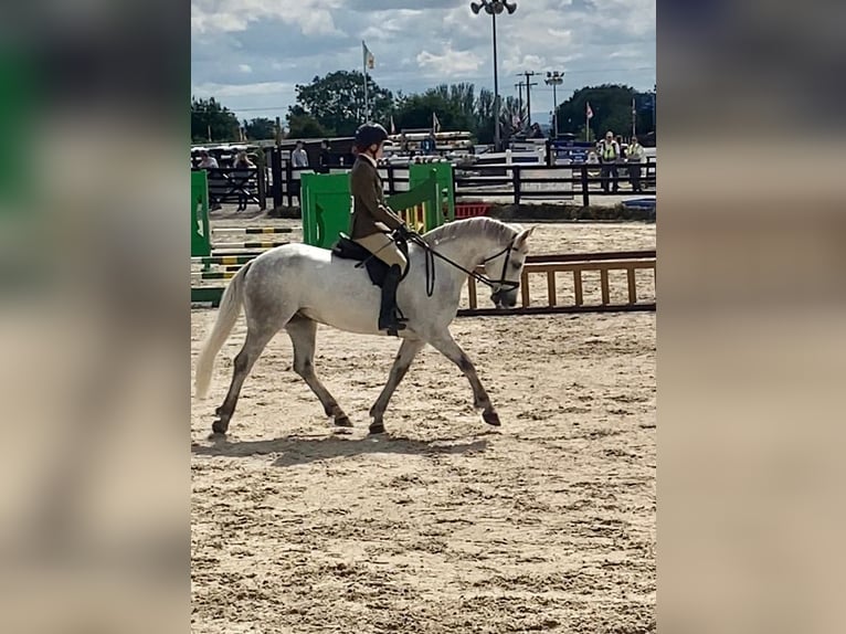 Connemara Caballo castrado 4 años 148 cm Tordo in Kildare