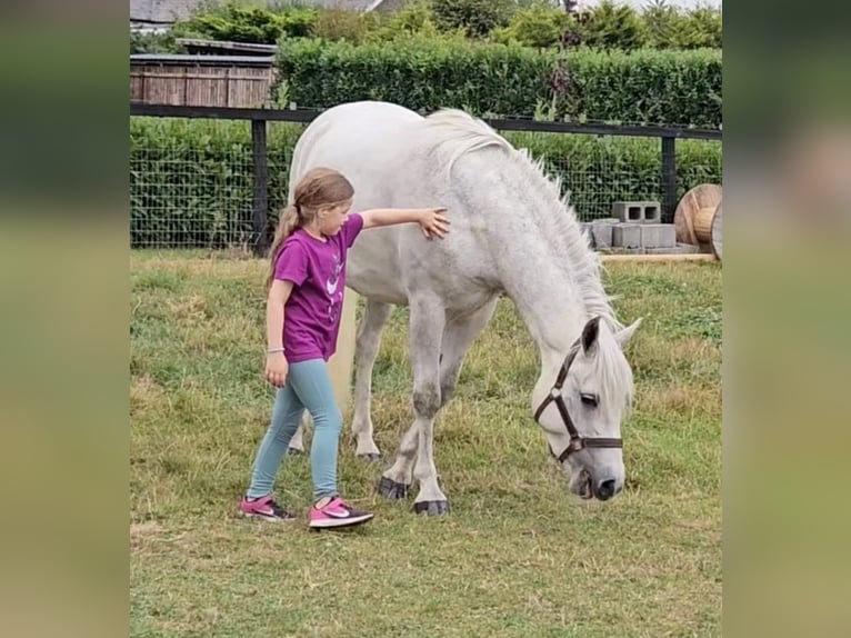 Connemara Caballo castrado 4 años 148 cm Tordo in Münster