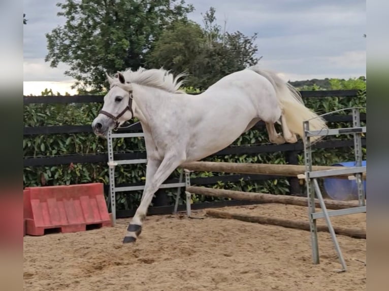 Connemara Caballo castrado 4 años 148 cm Tordo in Münster