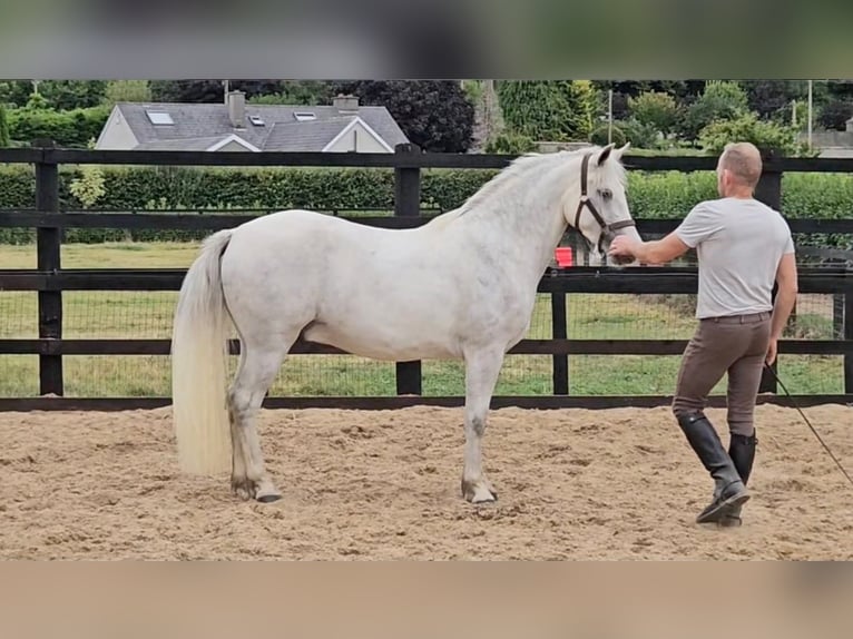 Connemara Caballo castrado 4 años 148 cm Tordo in Dublin