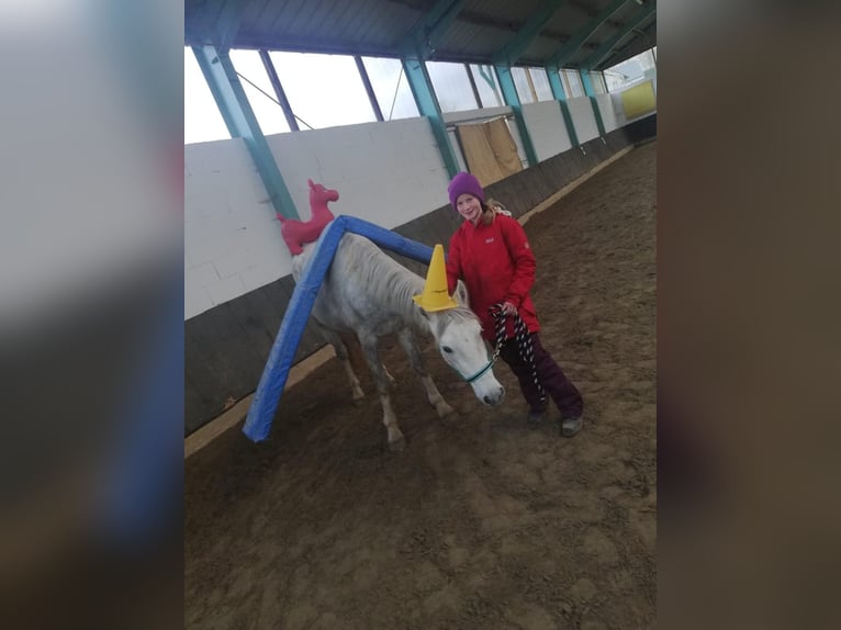 Connemara Caballo castrado 4 años 148 cm Tordo rodado in Münstermaifeld