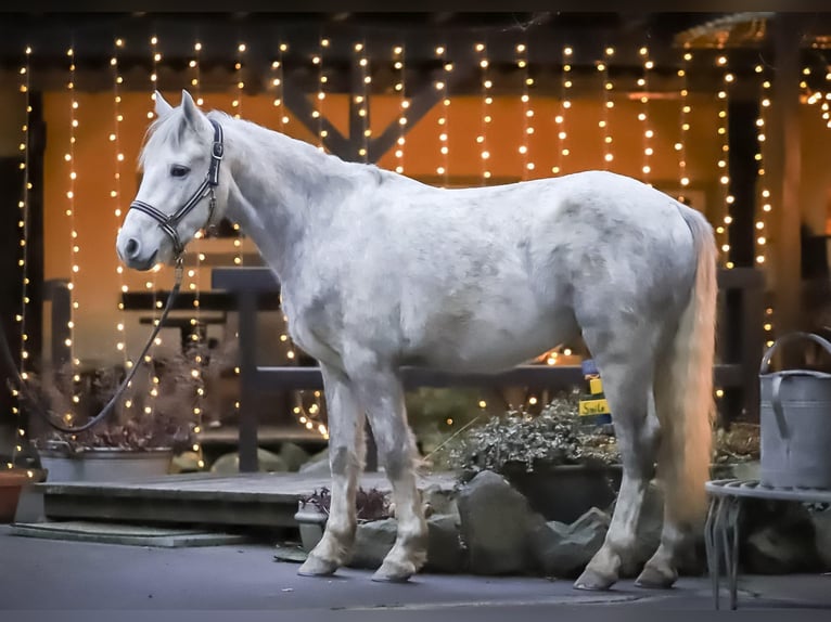 Connemara Caballo castrado 4 años 148 cm Tordo rodado in Münstermaifeld