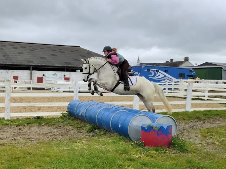 Connemara Caballo castrado 4 años 148 cm Tordo in Laois