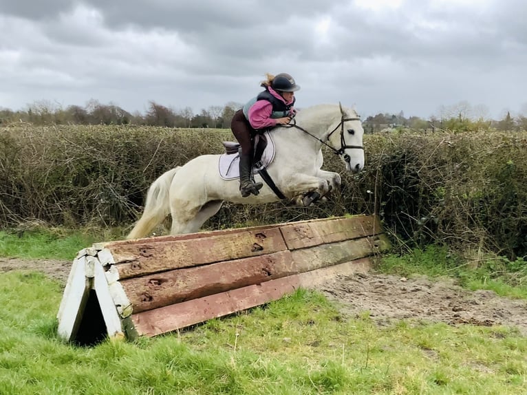Connemara Caballo castrado 4 años 148 cm Tordo in Laois
