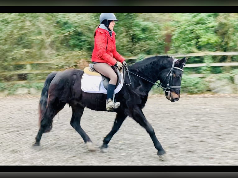 Connemara Caballo castrado 4 años 150 cm Negro in Mountrath