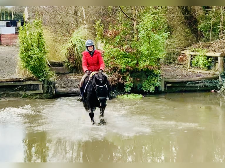 Connemara Caballo castrado 4 años 150 cm Negro in Mountrath