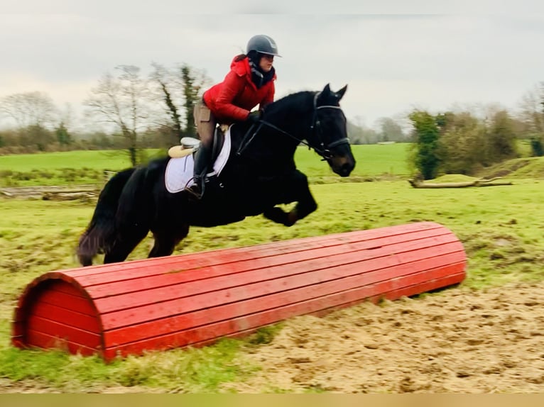 Connemara Caballo castrado 4 años 150 cm Negro in Mountrath