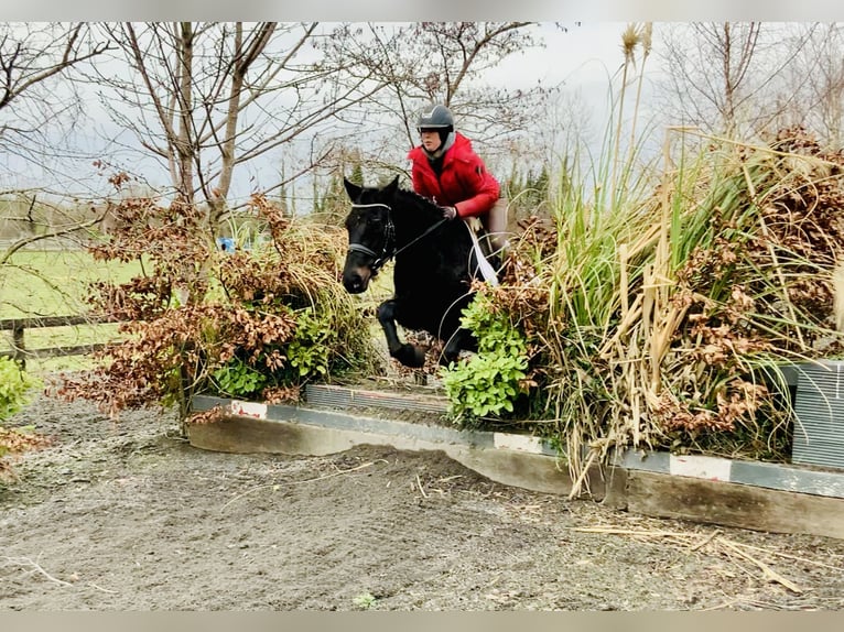 Connemara Caballo castrado 4 años 150 cm Negro in Mountrath