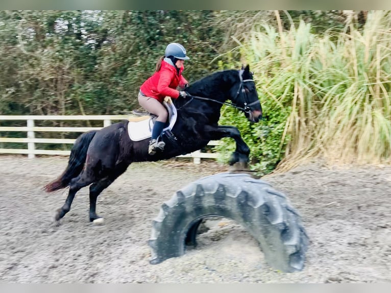 Connemara Caballo castrado 4 años 150 cm Negro in Mountrath