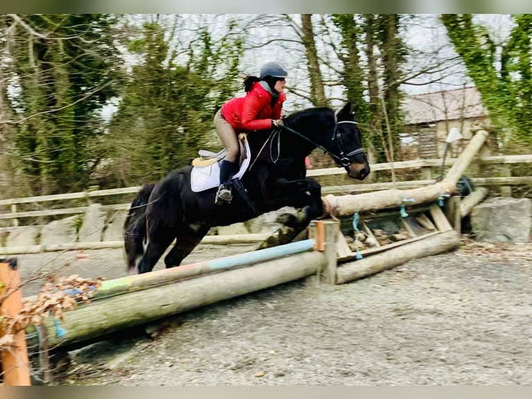 Connemara Caballo castrado 4 años 150 cm Negro in Mountrath