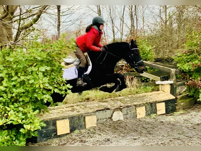 Connemara Caballo castrado 4 años 150 cm Negro in Mountrath