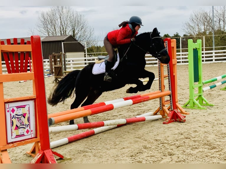 Connemara Caballo castrado 4 años 150 cm Negro in Mountrath