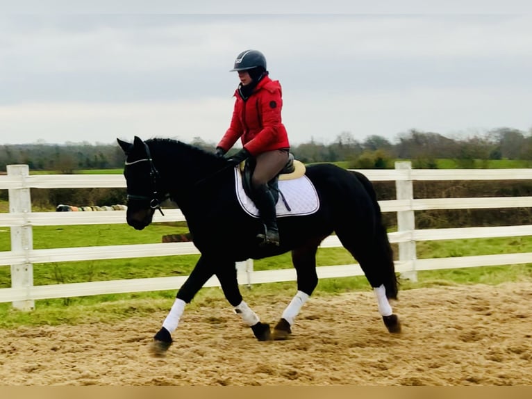 Connemara Caballo castrado 4 años 150 cm Negro in Mountrath