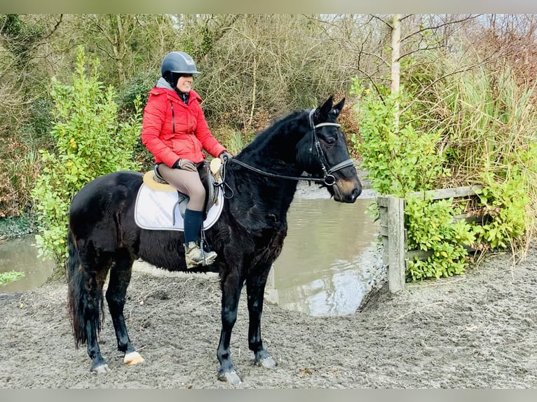 Connemara Caballo castrado 4 años 150 cm Negro in Mountrath