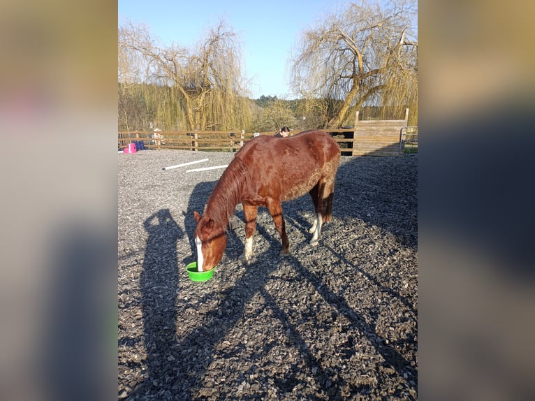 Connemara Mestizo Caballo castrado 4 años 151 cm Alazán in Fischbach