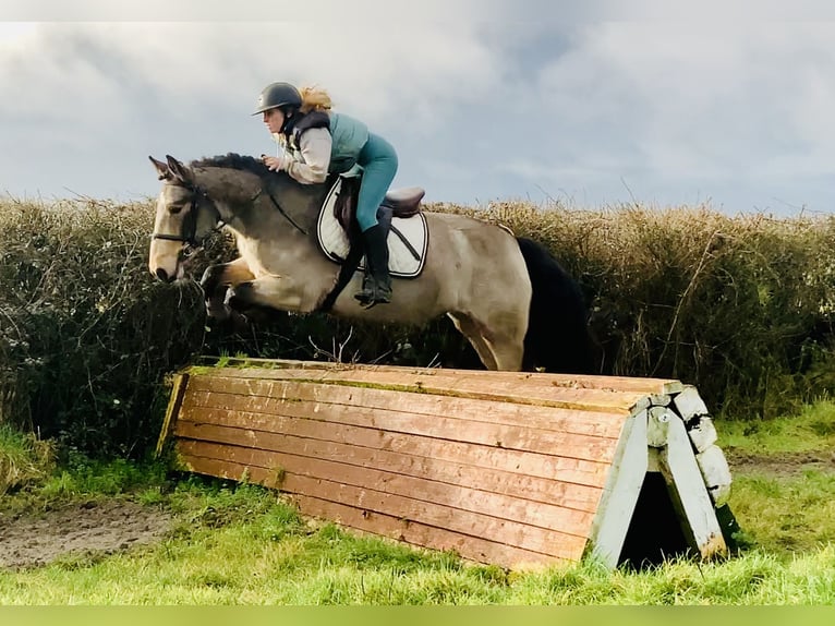 Connemara Caballo castrado 4 años 152 cm Bayo in Mountrath