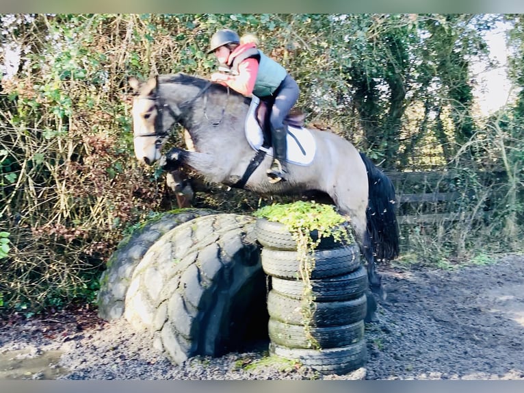 Connemara Caballo castrado 4 años 152 cm Bayo in Mountrath