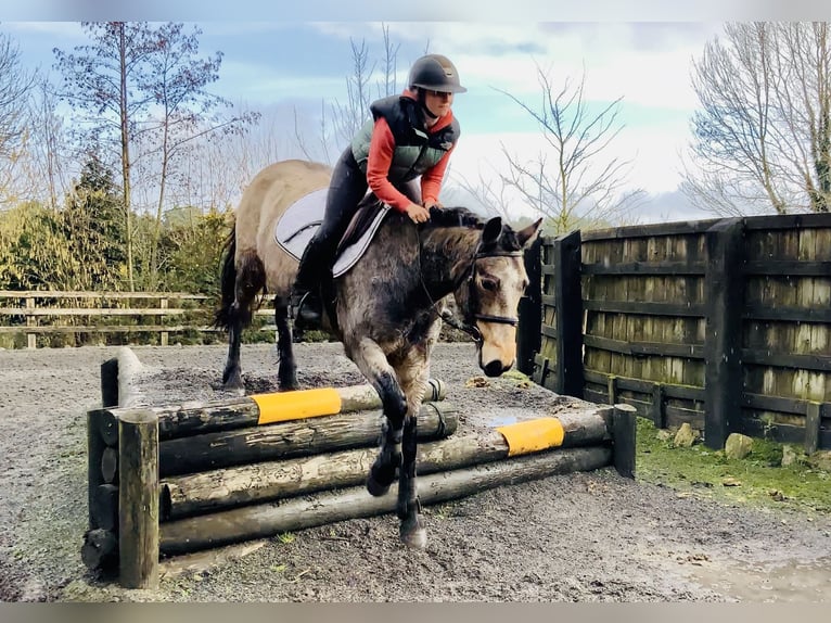 Connemara Caballo castrado 4 años 152 cm Bayo in Mountrath