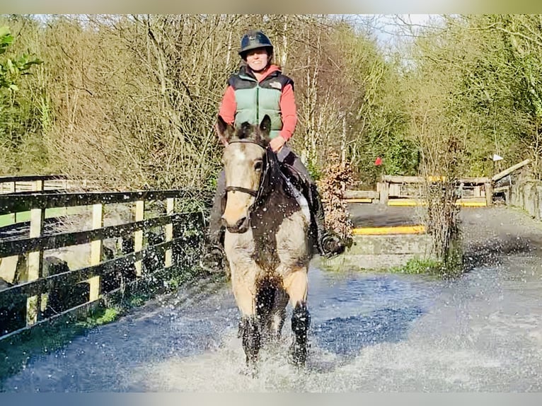 Connemara Caballo castrado 4 años 152 cm Bayo in Mountrath