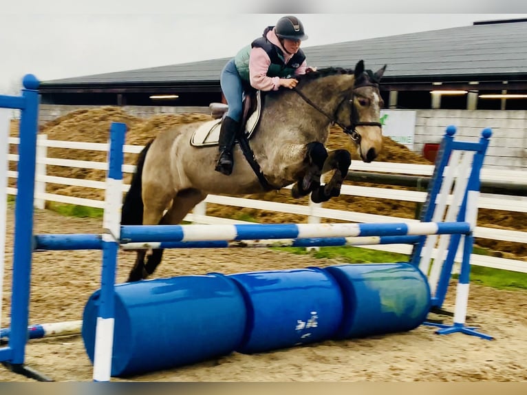Connemara Caballo castrado 4 años 152 cm Bayo in Mountrath