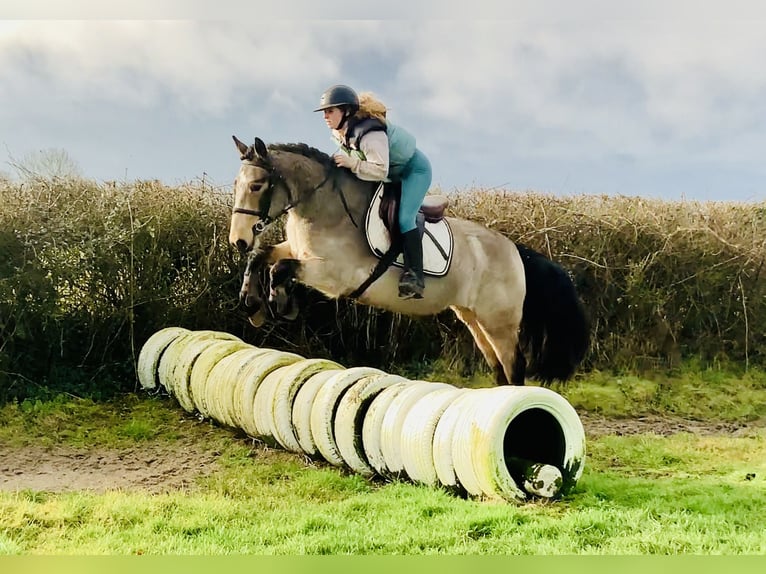 Connemara Caballo castrado 4 años 152 cm Bayo in Mountrath