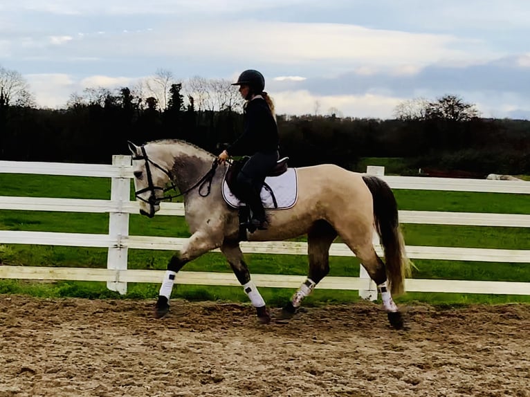 Connemara Caballo castrado 4 años 152 cm Bayo in Mountrath