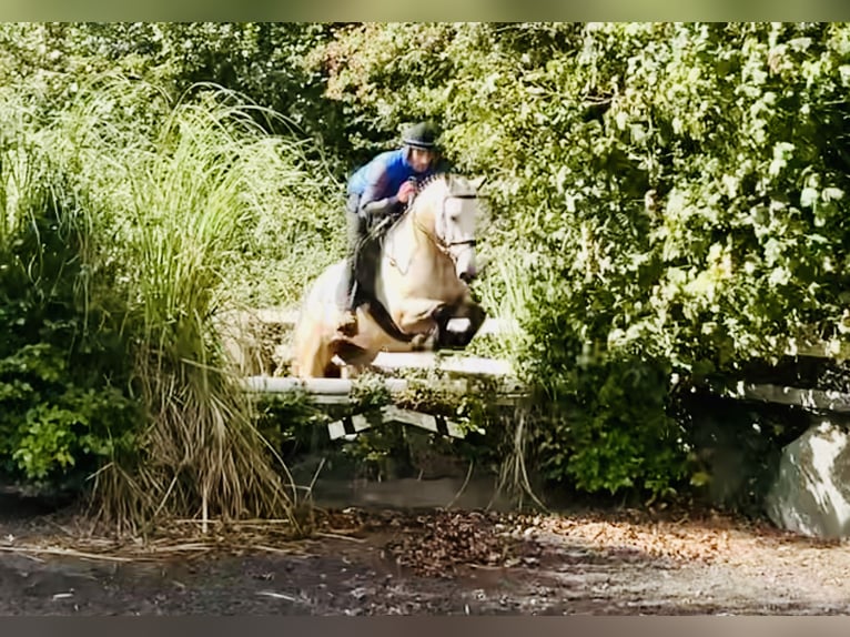 Connemara Caballo castrado 4 años 152 cm Bayo in Mountrath