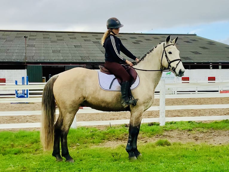 Connemara Caballo castrado 4 años 152 cm Bayo in Mountrath