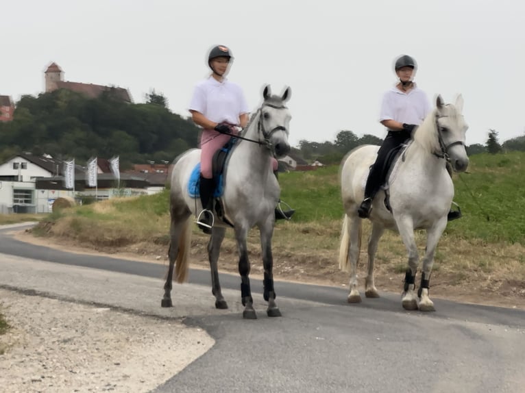 Connemara Caballo castrado 4 años 152 cm Porcelana in Lisberg