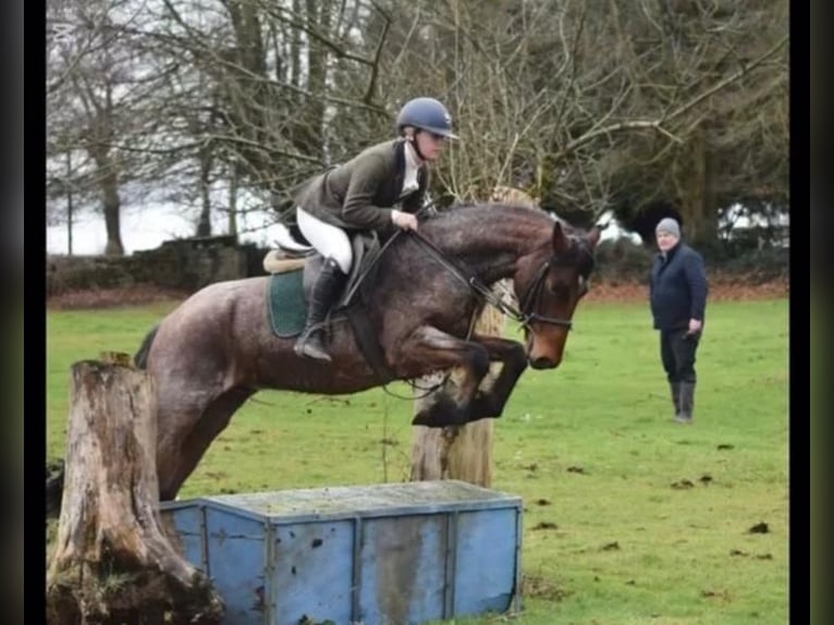 Connemara Caballo castrado 4 años 152 cm Ruano alazán in Bad Neustadt an der Saale