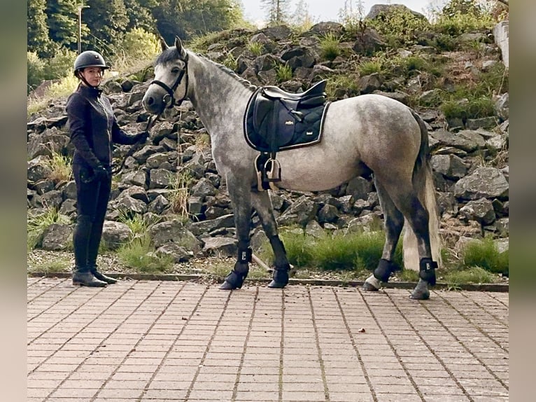 Connemara Caballo castrado 4 años 152 cm Tordillo negro in Lisberg