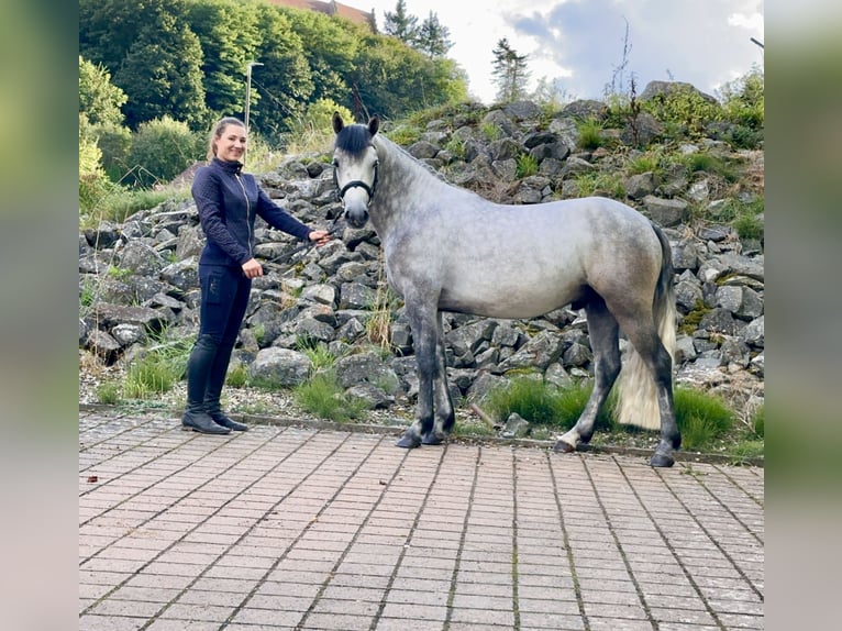 Connemara Caballo castrado 4 años 152 cm Tordillo negro in Lisberg