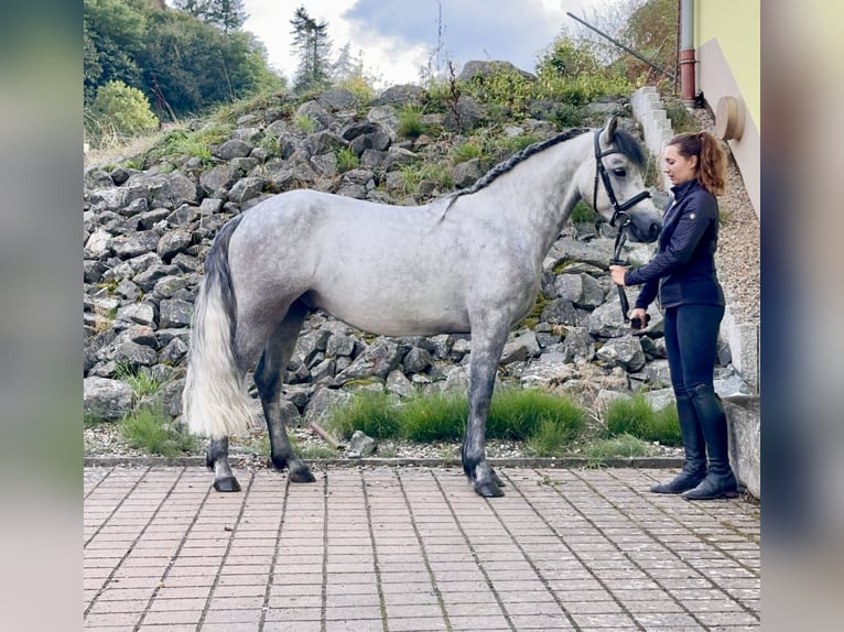 Connemara Caballo castrado 4 años 152 cm Tordillo negro in Lisberg