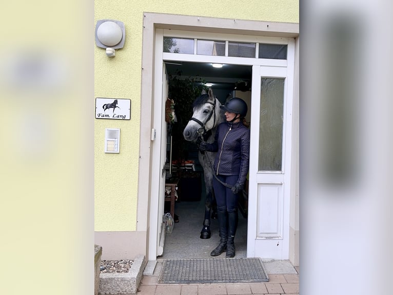 Connemara Caballo castrado 4 años 152 cm Tordillo negro in Lisberg