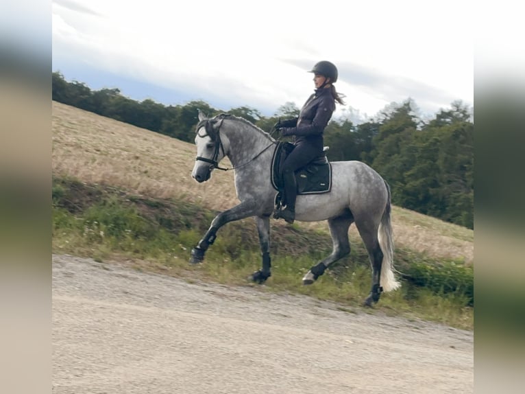 Connemara Caballo castrado 4 años 152 cm Tordillo negro in Lisberg