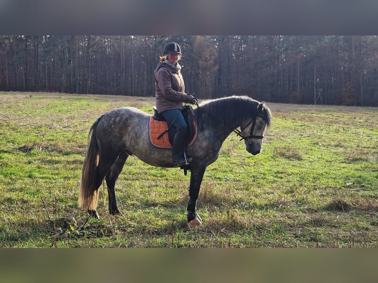 Connemara Caballo castrado 4 años 152 cm Tordillo negro in Lisberg