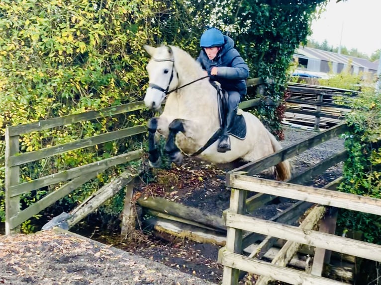 Connemara Caballo castrado 4 años 152 cm Tordo in Mountrath