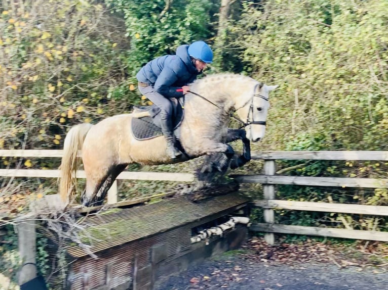 Connemara Caballo castrado 4 años 152 cm Tordo in Mountrath