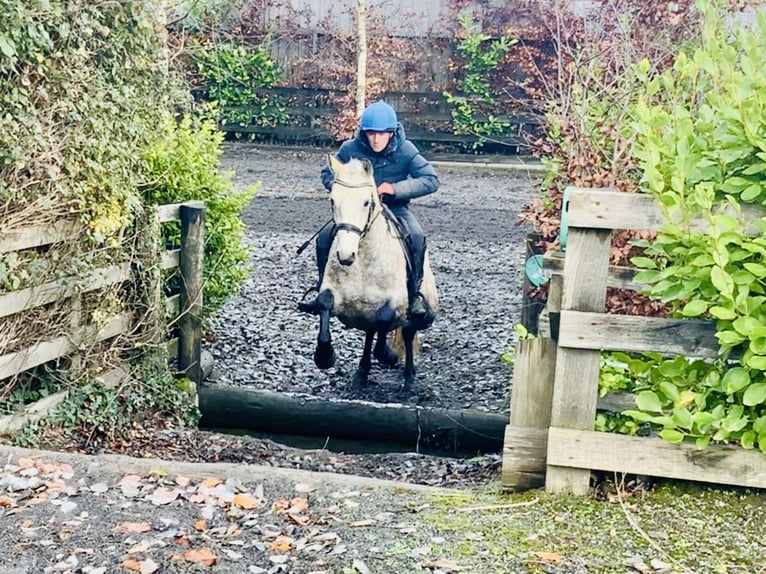 Connemara Caballo castrado 4 años 152 cm Tordo in Mountrath